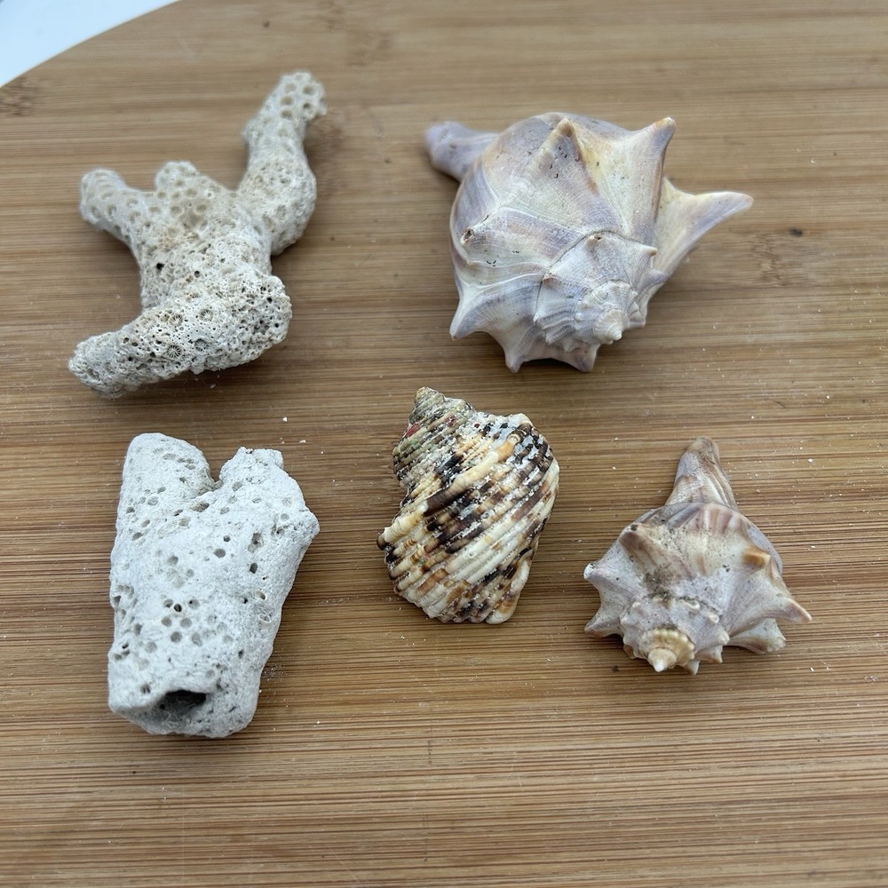 Turbo  Argyrostommus,‎ Coral and Whelk Shells Nautical Decor Aquarium Specimens - Picture 3 of 4